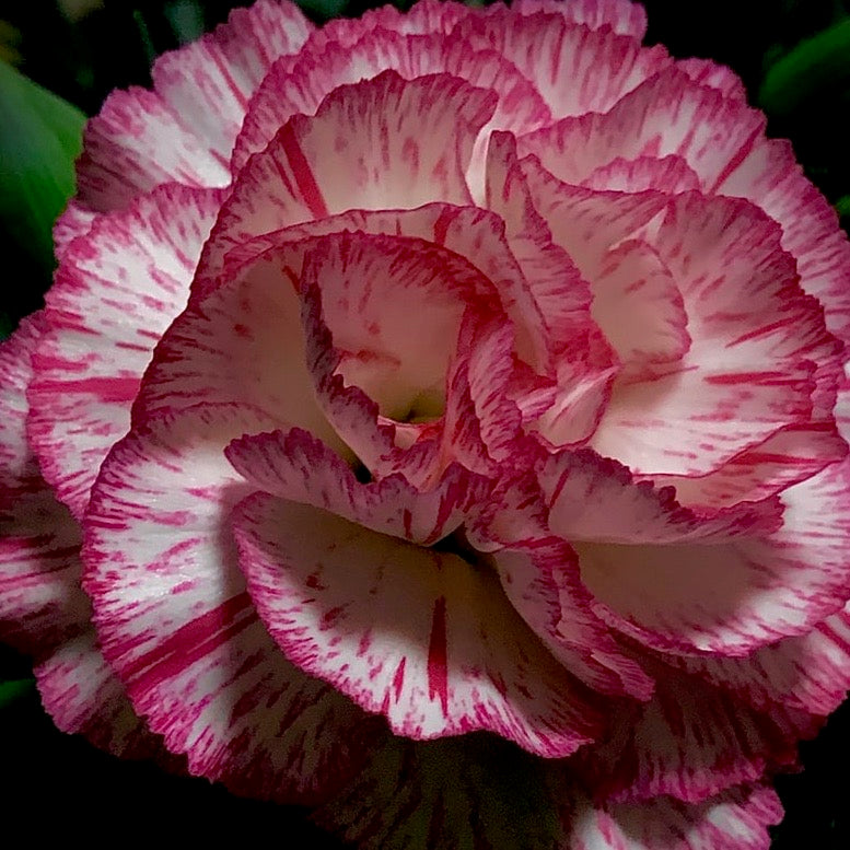 Carnation - Chabaud Benigna