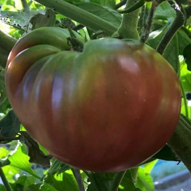 Tomato - Cherokee Purple OP