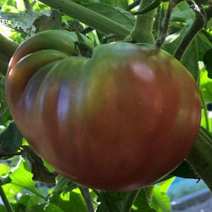 Tomato - Cherokee Purple OP