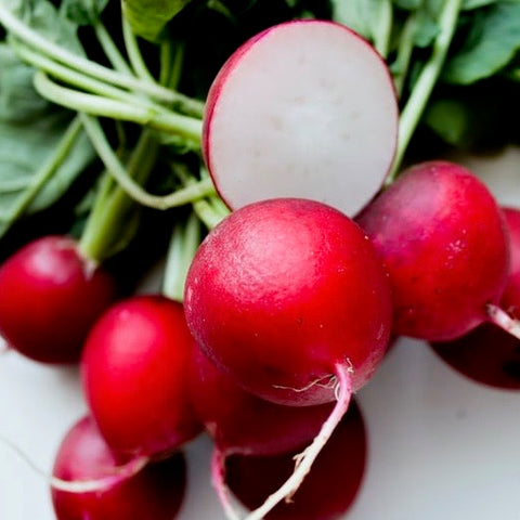 Radish - Cherry Belle