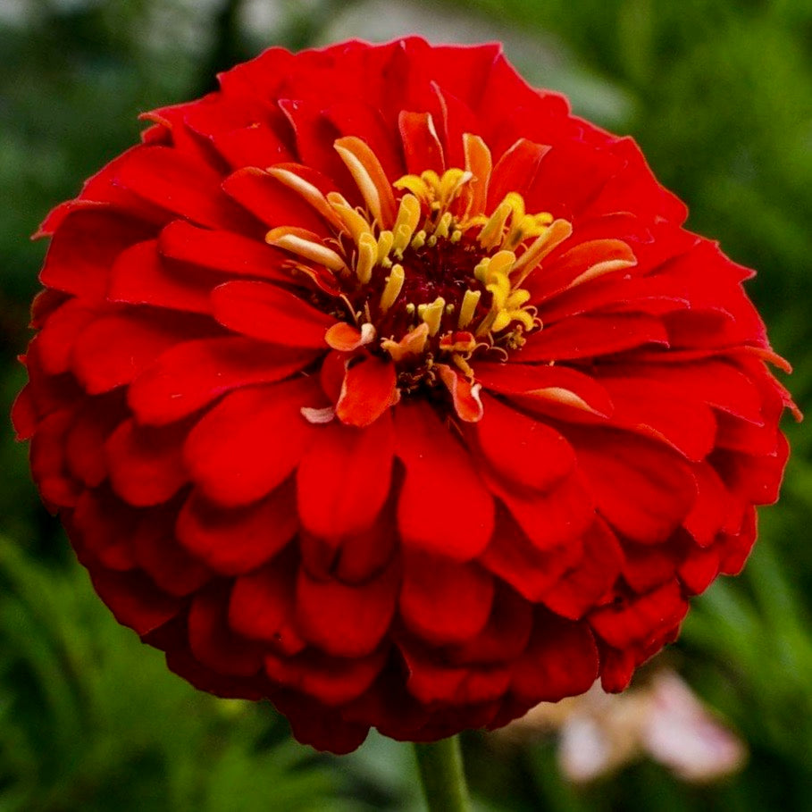 Zinnia - Cherry Queen Red Dahlia Type