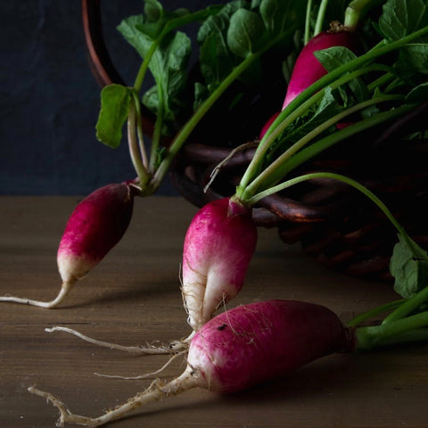 Radish - China Rose