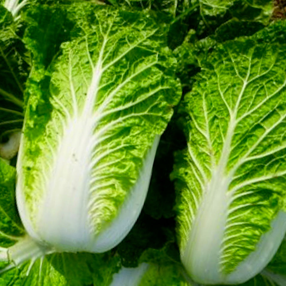 Cabbage - Chinese Michihli