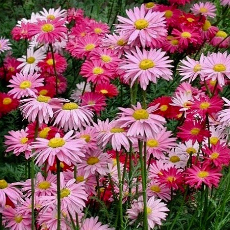 Chrysanthemum - Robinson's Mix