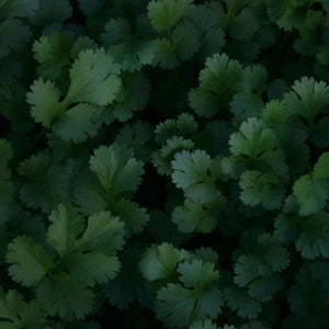 Coriander - Cilantro Santo