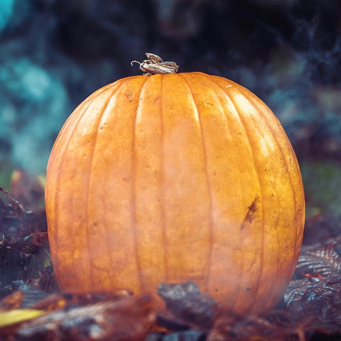 Pumpkins - Connecticut Field (Medium Size)