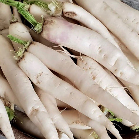 Radish - Daikon