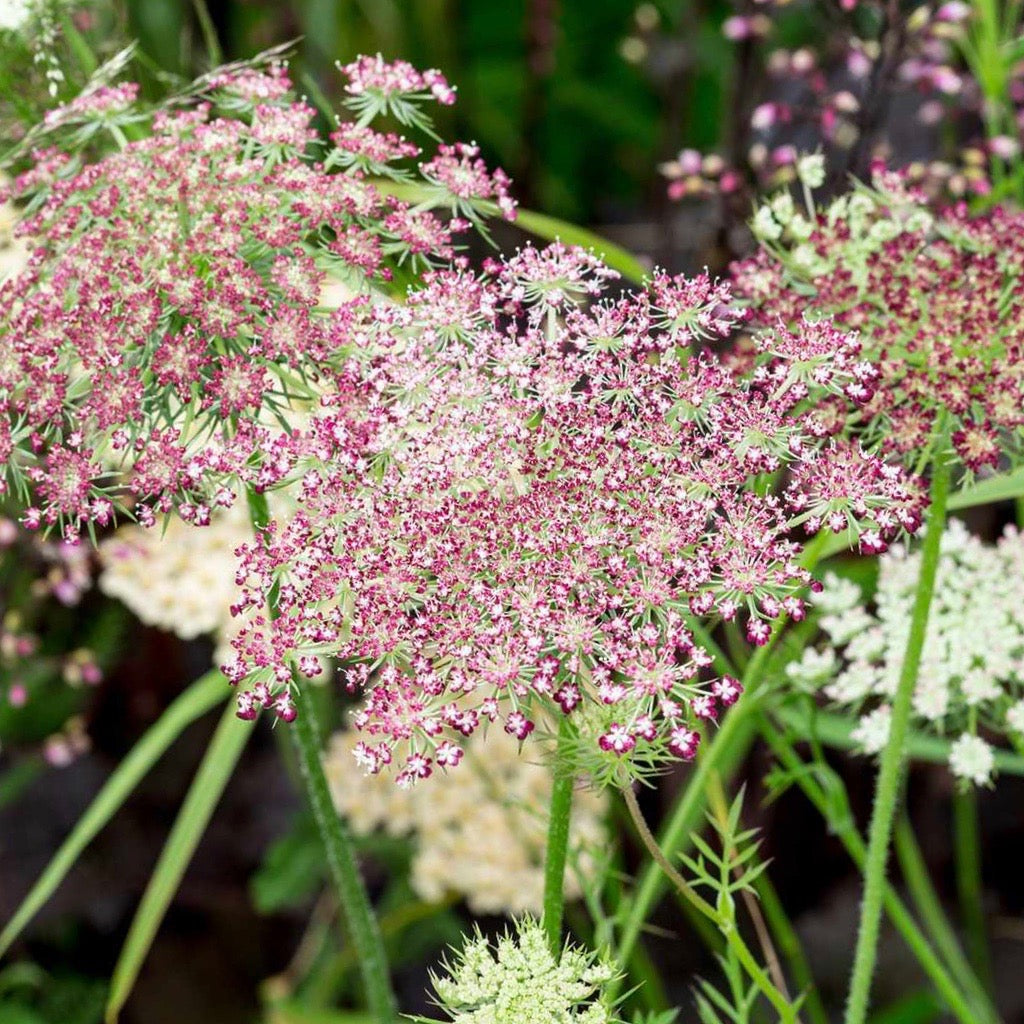 Flowering Carrot - Daucus Dara