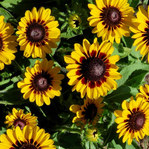 Rudbeckia - Denver Daisy