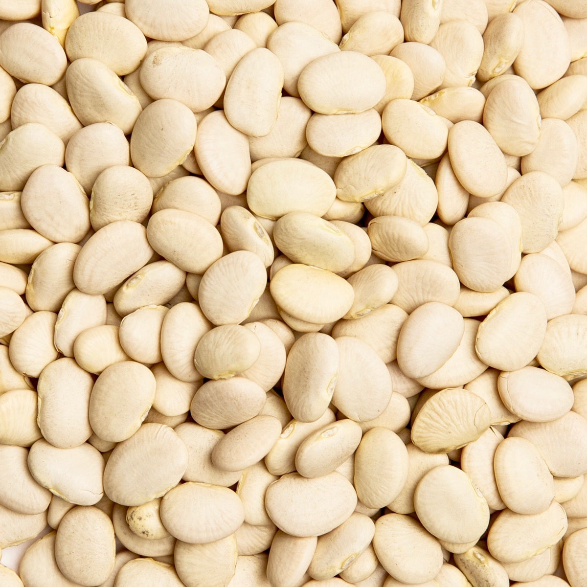 Beans - Dixie Butterpea White Lima Beans (Bush type) – Stoner Seed Co.