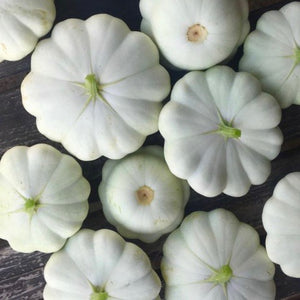 Squash - Early White Bush Scallop (Summer Squash)