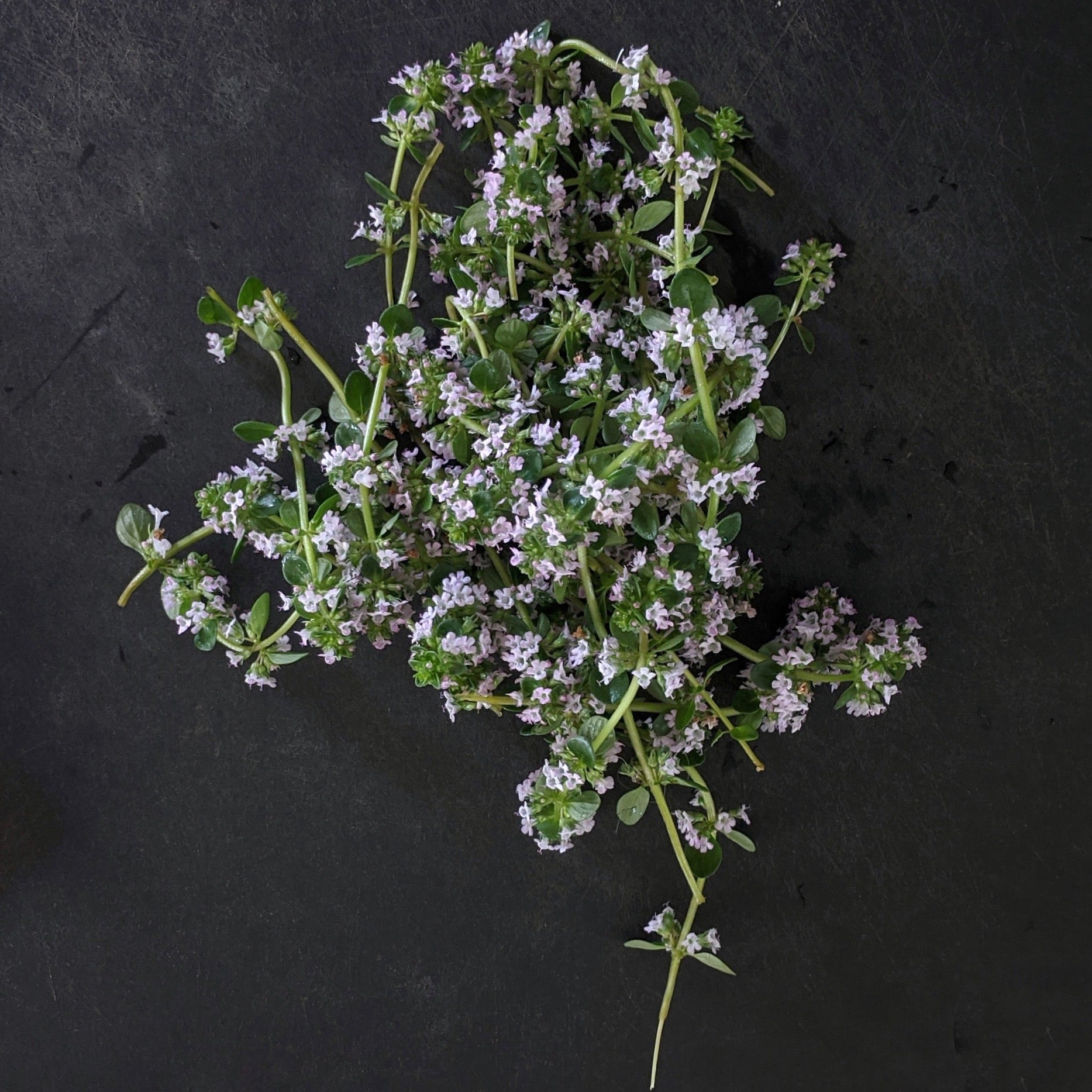 Thyme - English