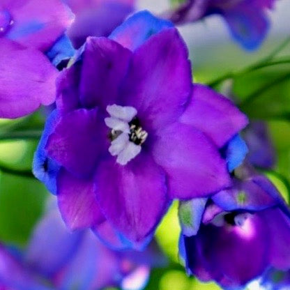 Larkspur - Fancy Blue Purple