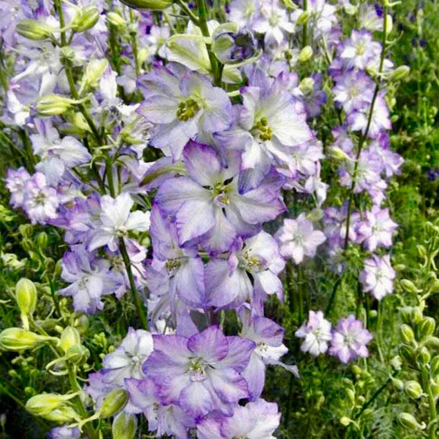 Larkspur - Fancy Purple Picotee