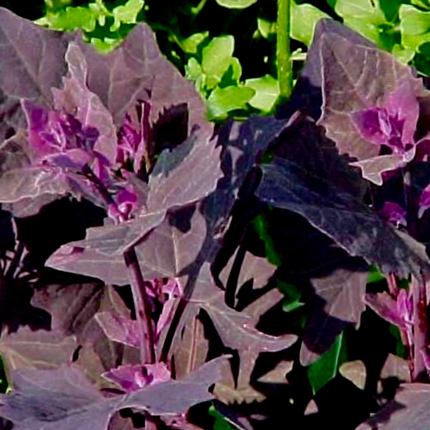 Greens - Fire Red Orach