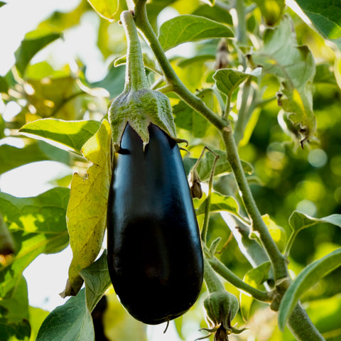 Eggplant - Florida Market