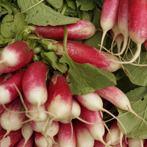 Radish - French Breakfast