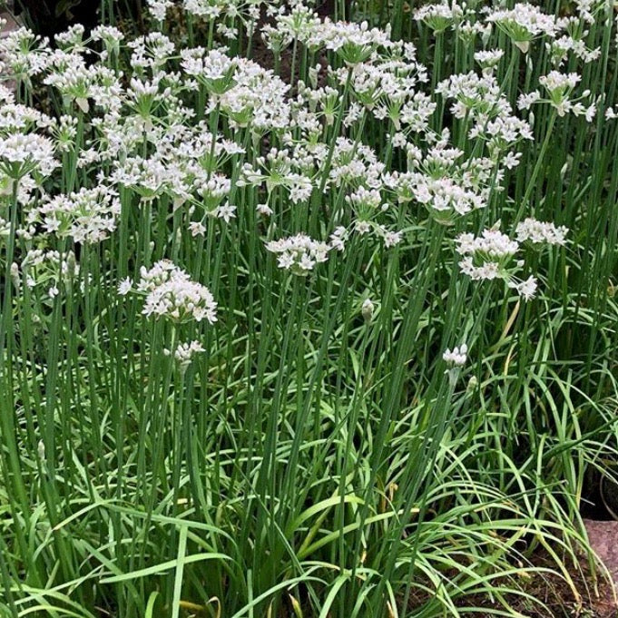 Garlic Chives