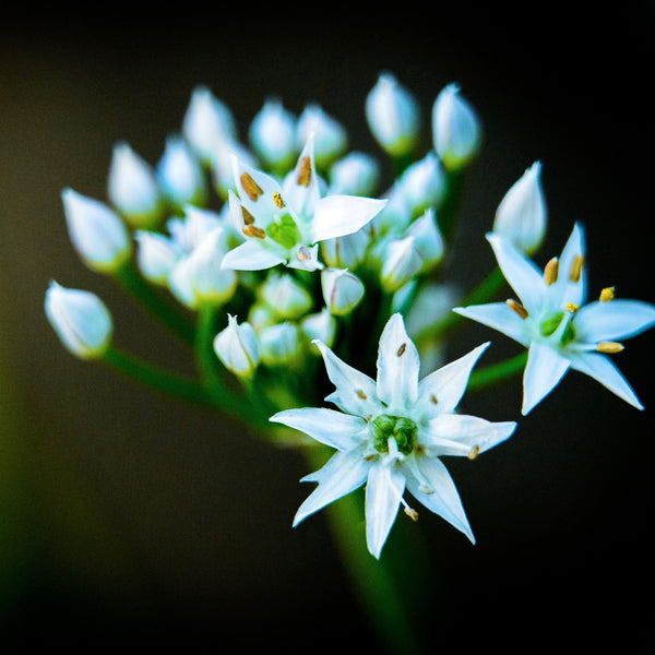 Garlic Chives