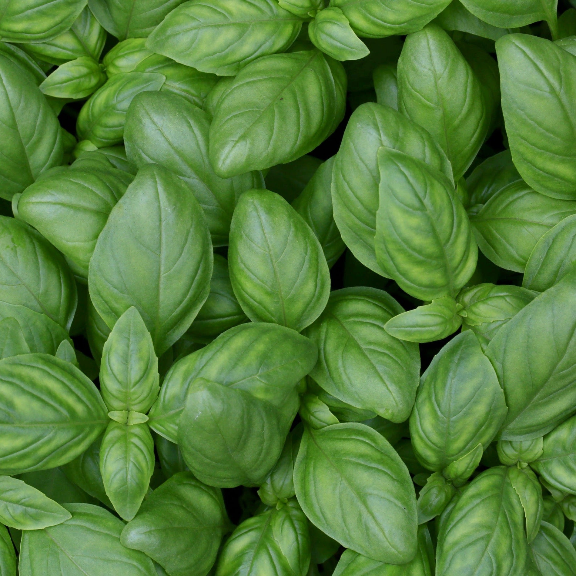 Basil - Genovese Basil