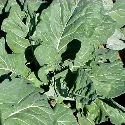 Collards - Georgia