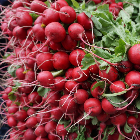 Radish - German Giant