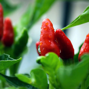 Hot Peppers - Ghost (Bhut Jolokia)