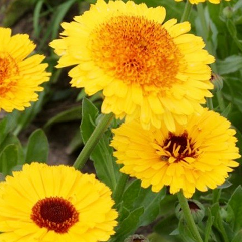 Calendula - Goldcrest