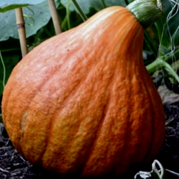 Squash - Golden Hubbard (Winter Squash)