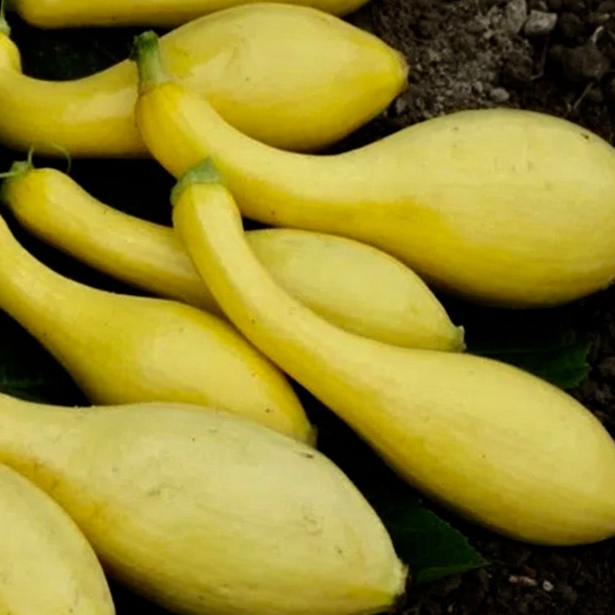 Squash - Golden Summer Crookneck (Summer Squash)