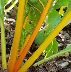 Swiss Chard - Golden Sunrise