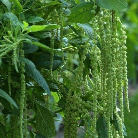 Amaranth - Green Cascade