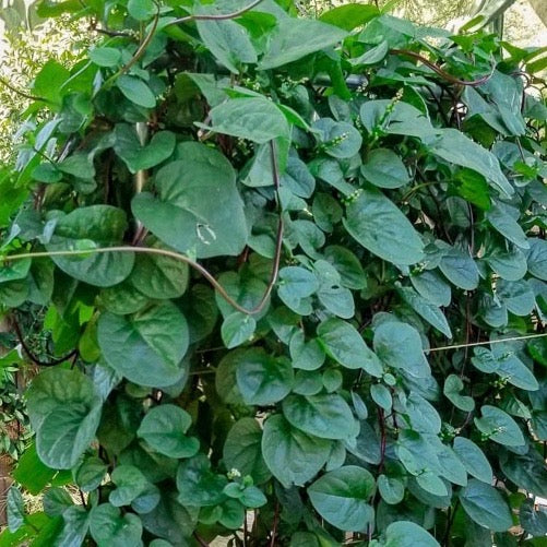 Spinach - Green Malabar