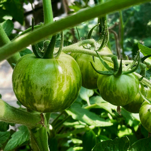 Tomato - Green Zebra