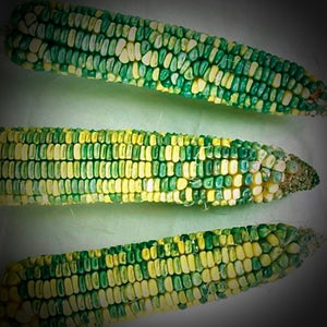 Corn - Green and Gold (Dent Field Corn)