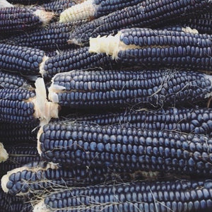 Corn - Hopie Blue OP (Ornamental Corn)