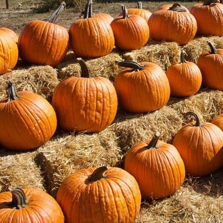 Pumpkins - Howden's Field (Medium Size)