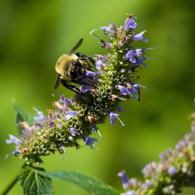 Hyssop