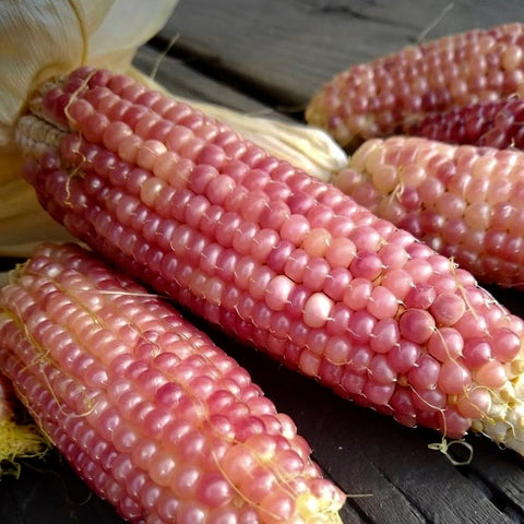 Corn - Early Pink Pearl (Popcorn)