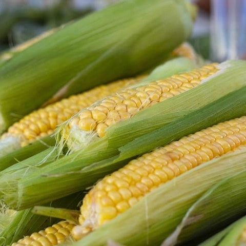 Corn - Improved Golden Bantam (Yellow Sweet Corn)