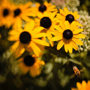 Rudbeckia - Indian Summer