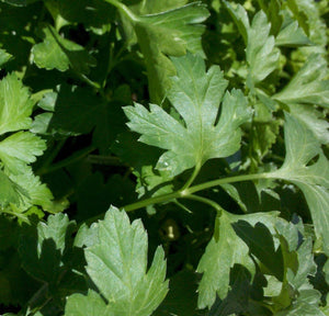 Parsley - Italian Dark Plain Leaf