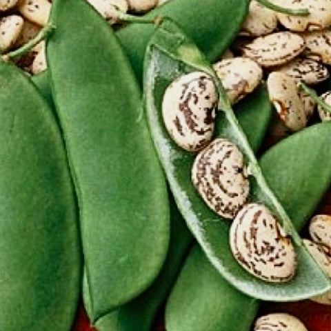 Beans - Jackson Wonder Lima Beans (Bush type)