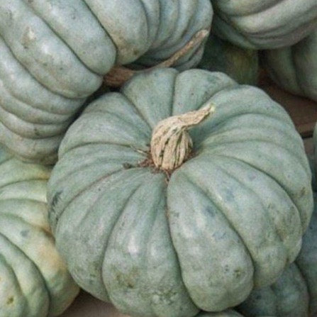 Squash - Jarrahdale (Winter Squash)