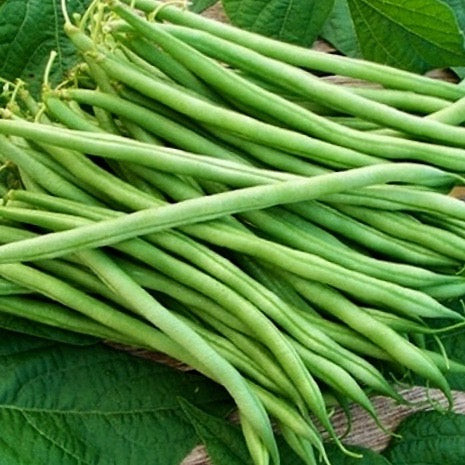 Beans - Landreth Stringless Bean (Bush type snap)