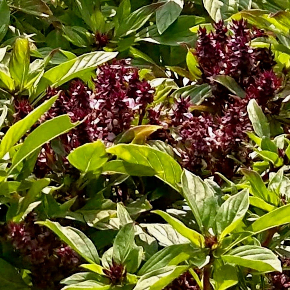 Basil - Licorice