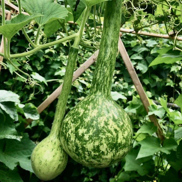 Gourd - Long Handle Dipper