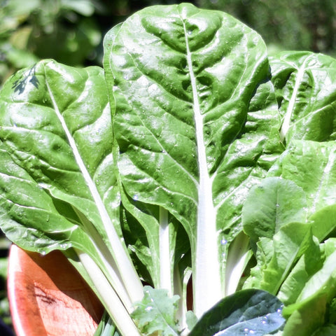 Swiss Chard - Lucullus