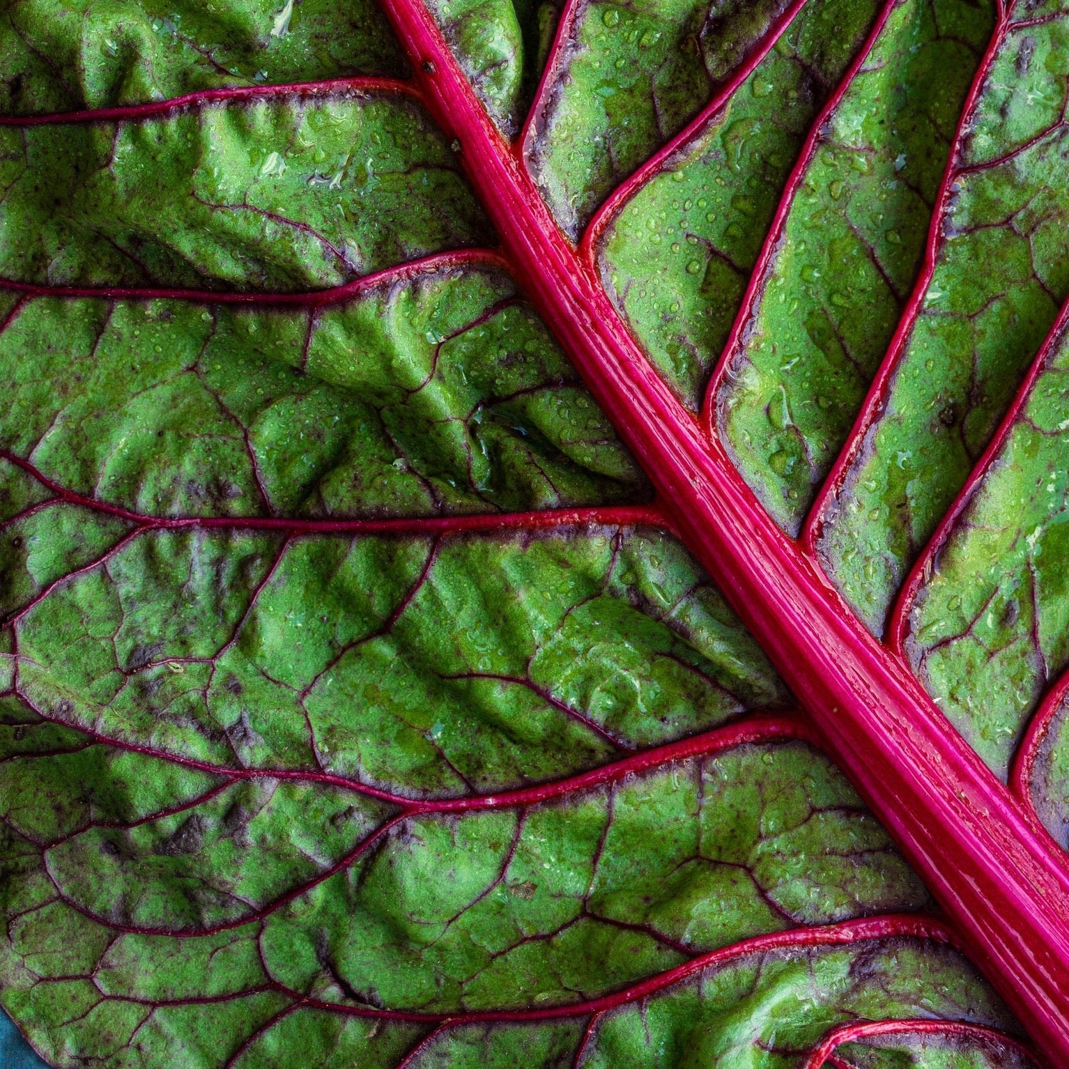 Swiss Chard - Magenta Sunset