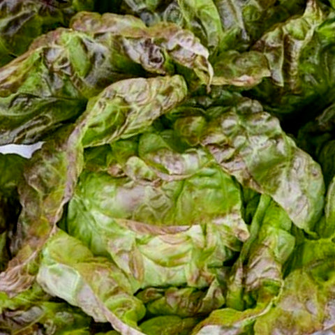 Lettuce - Marville de Four Seasons